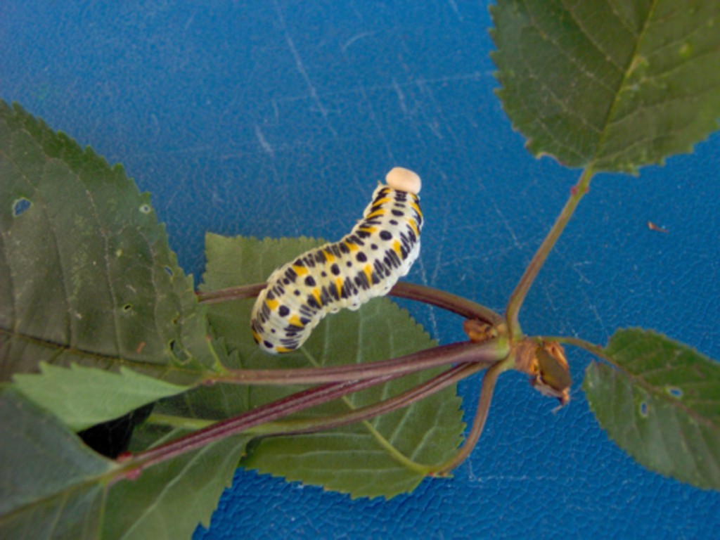 Larva di imenottero Synphita su ciliegio