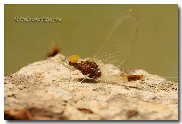 Baetis bioculatus