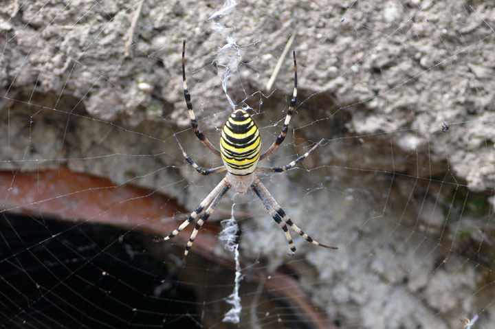 Argiope bruennichi