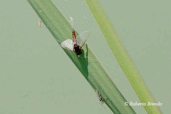 Caenis macrura