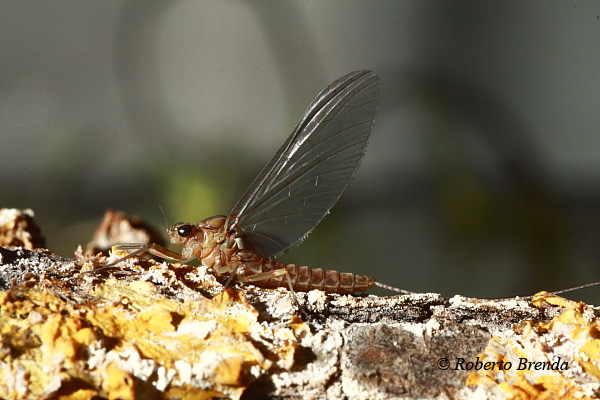 Cloeon cognatum subimago female
