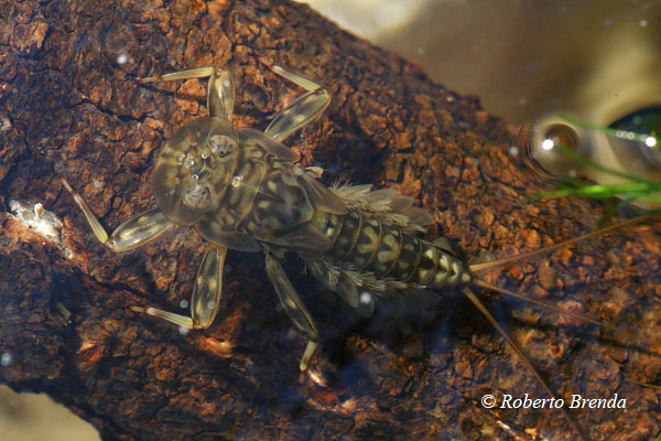 Ninfa di Ecdyonurus venosus