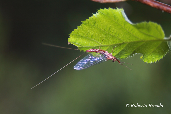 Ecdyonurus venosus all''ombra