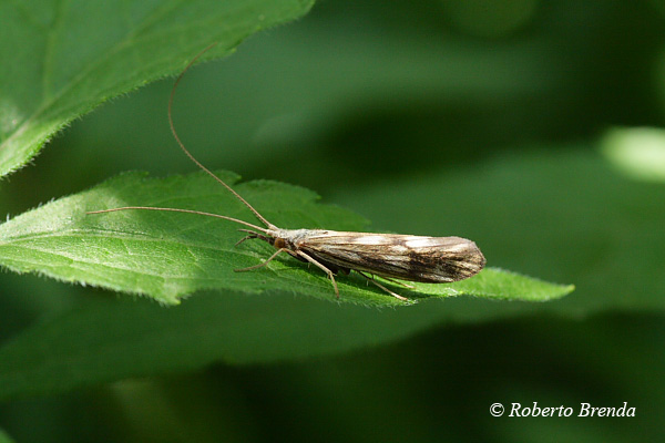 Adulto di Odontocerum albicorne