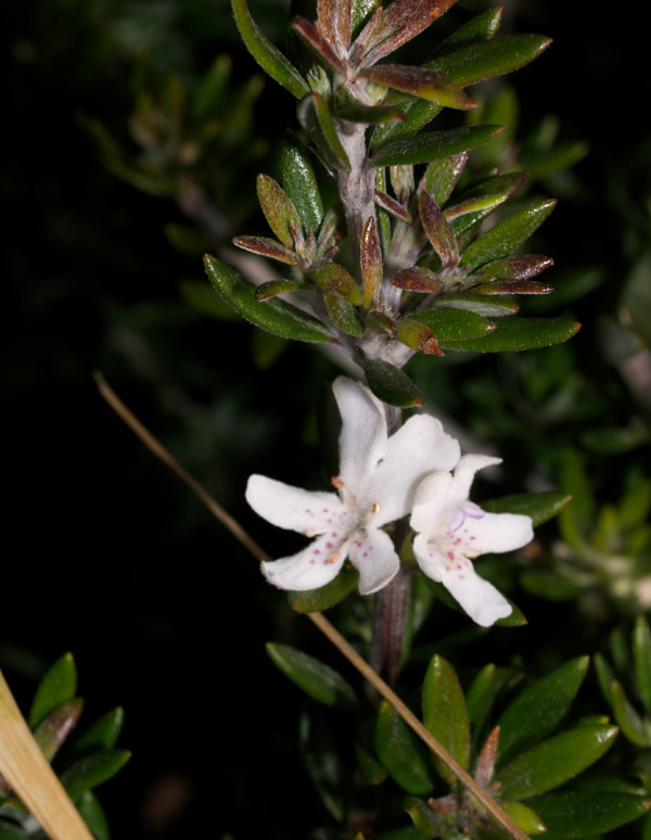 Piccolo cespuglio - Westringia fruticosa