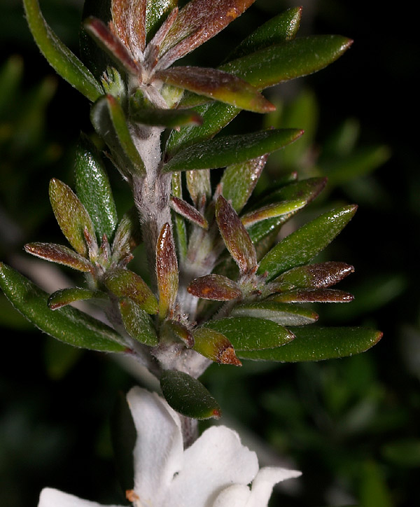 Piccolo cespuglio - Westringia fruticosa