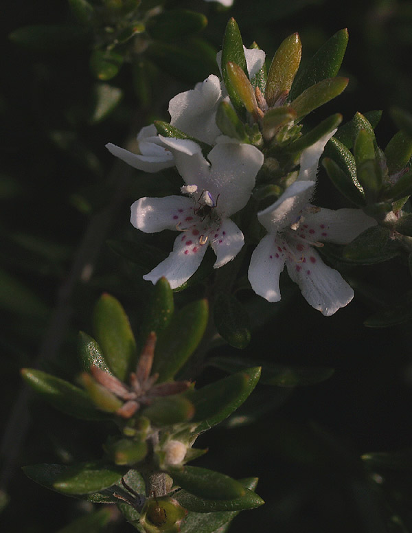 Piccolo cespuglio - Westringia fruticosa