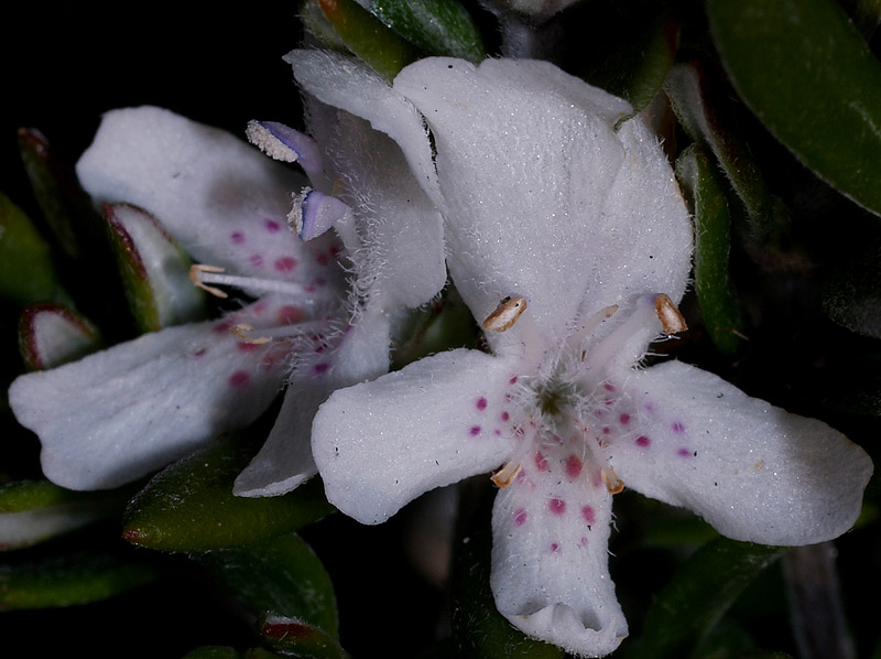 Piccolo cespuglio - Westringia fruticosa