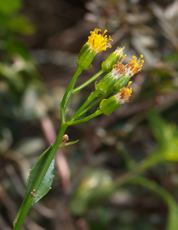 Senecio angulatus