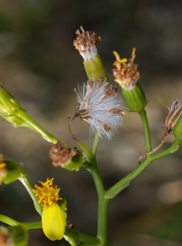 Senecio angulatus