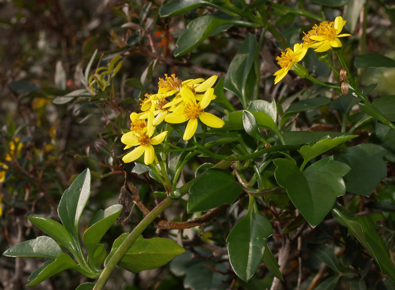 Senecio angulatus