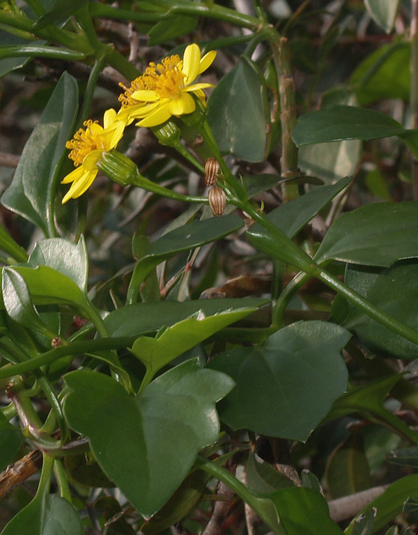 Senecio angulatus