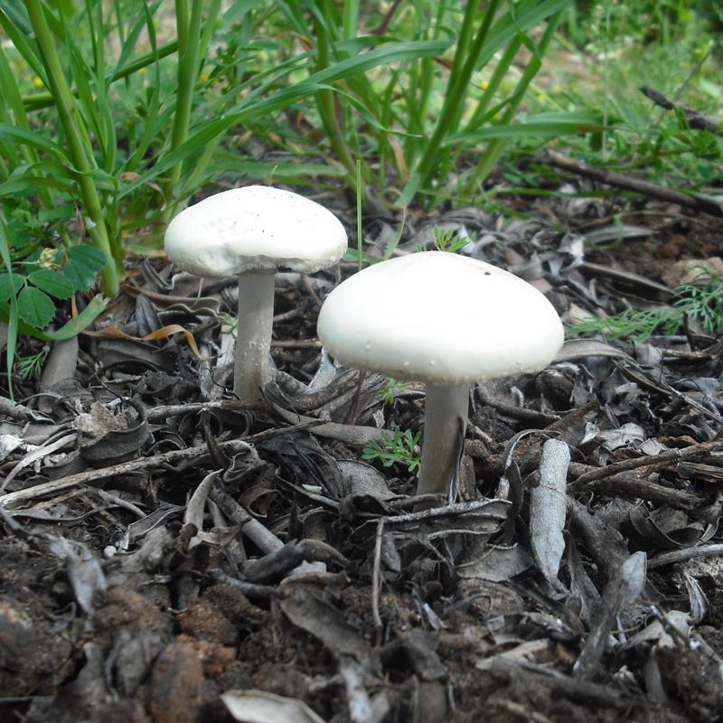 Agrocybe sp. (A. molesta?)