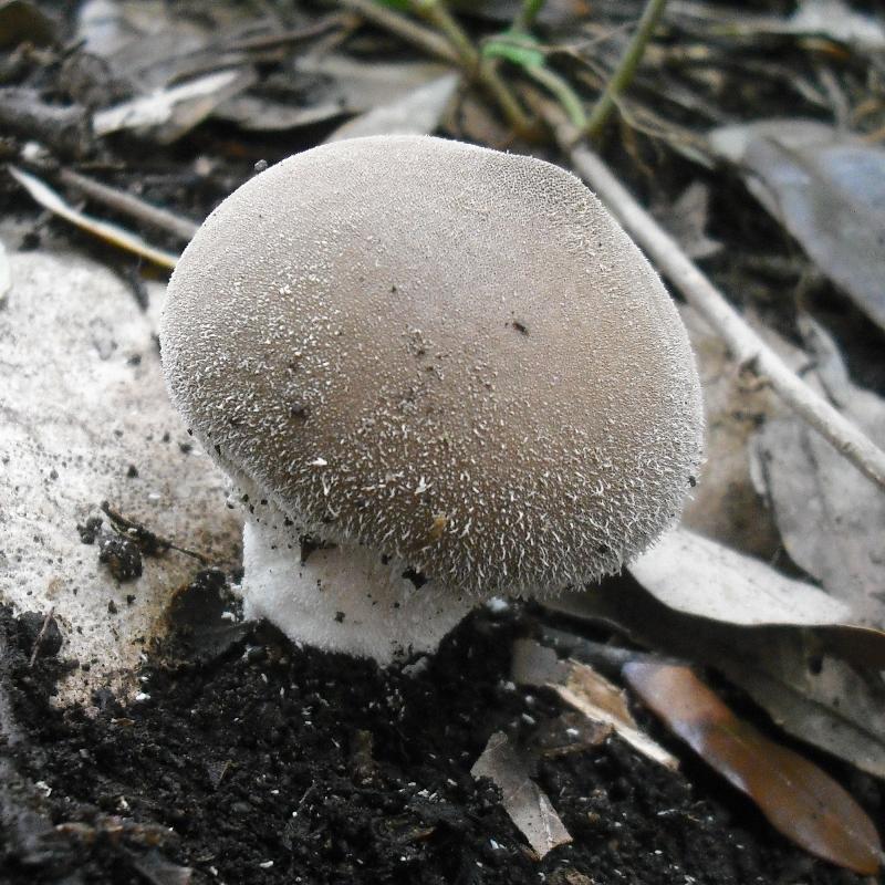 Lycoperdon sp. (cfr. Lycoperdon molle)