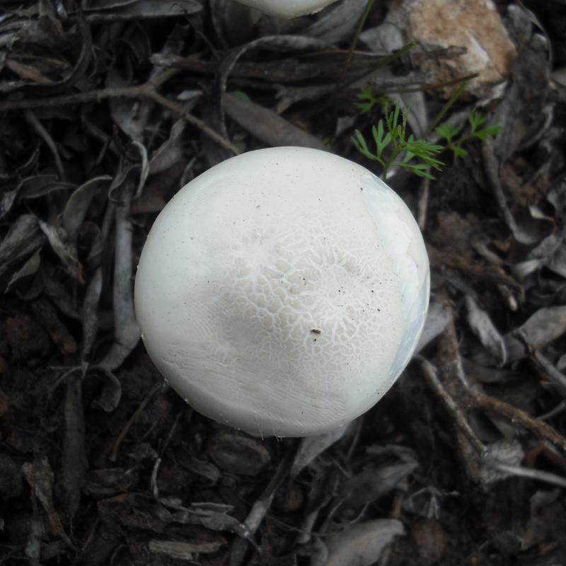 Agrocybe sp. (A. molesta?)