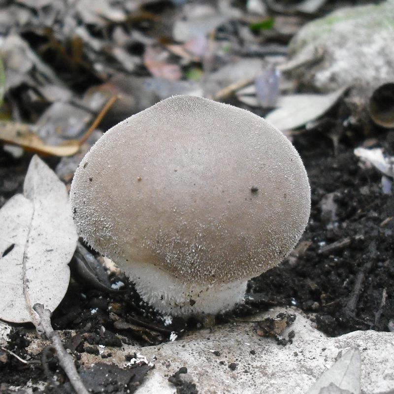 Lycoperdon sp. (cfr. Lycoperdon molle)