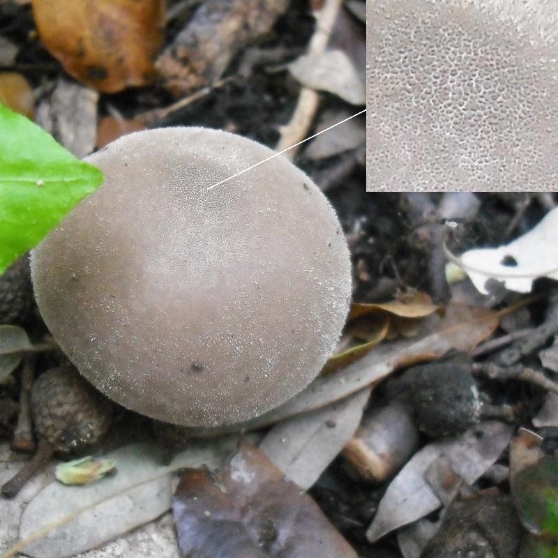 Lycoperdon sp. (cfr. Lycoperdon molle)