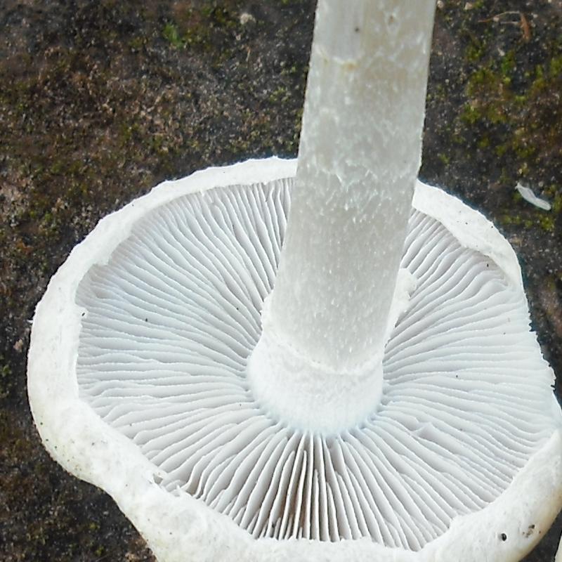 Agrocybe sp. (A. molesta?)