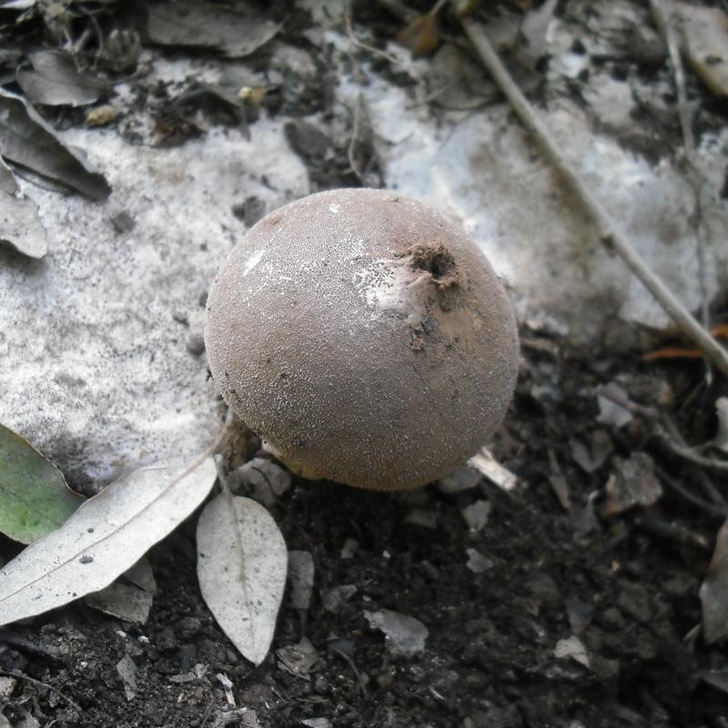 Lycoperdon sp. (cfr. Lycoperdon molle)