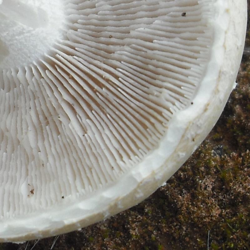 Agrocybe sp. (A. molesta?)