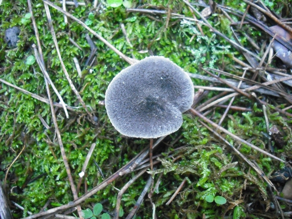 Dubbio tra T. terreum o virgatum (cfr. T. myomyces)