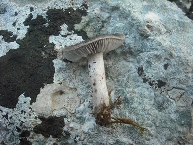 Dubbio tra T. terreum o virgatum (cfr. T. myomyces)