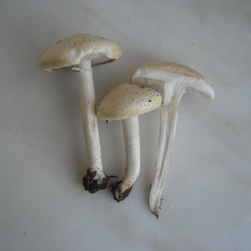 Agrocybe sp. (A. molesta?)