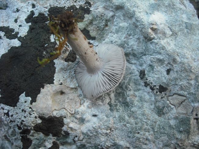 Dubbio tra T. terreum o virgatum (cfr. T. myomyces)