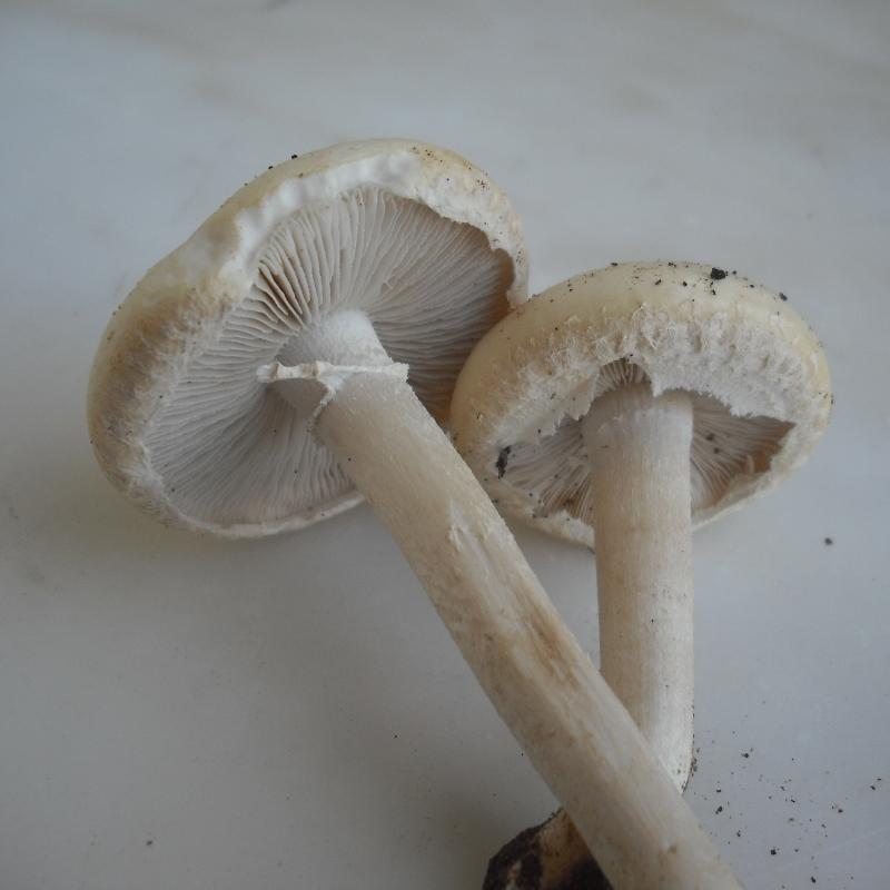 Agrocybe sp. (A. molesta?)