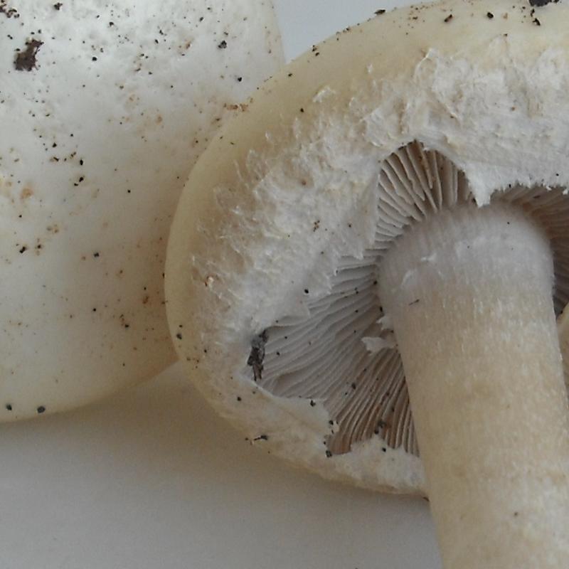 Agrocybe sp. (A. molesta?)