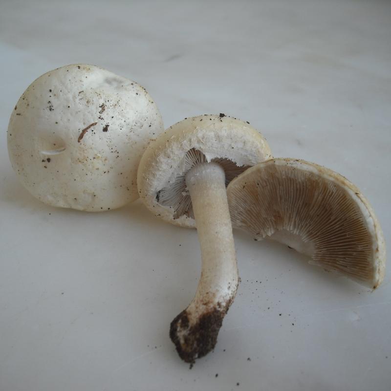 Agrocybe sp. (A. molesta?)