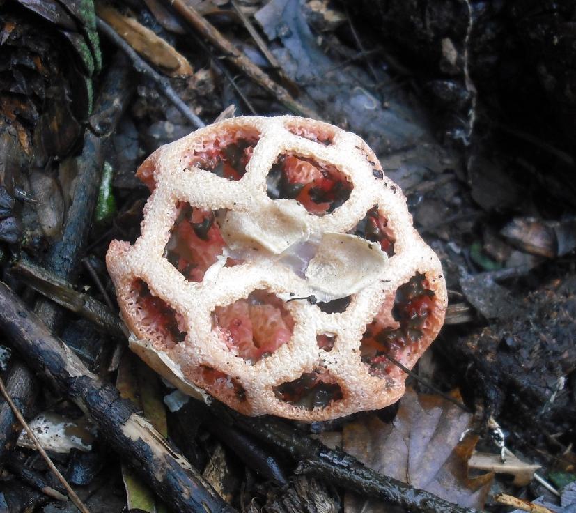 Clathrus ruber.