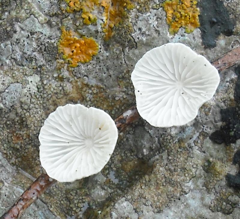 Panellus sp.? (cfr. Chaetocalathus craterellus)