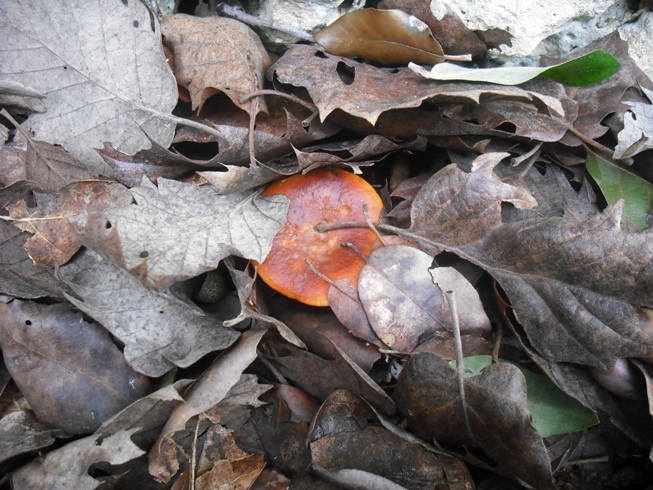 Sunset in leaves. Lactarius atlanticus