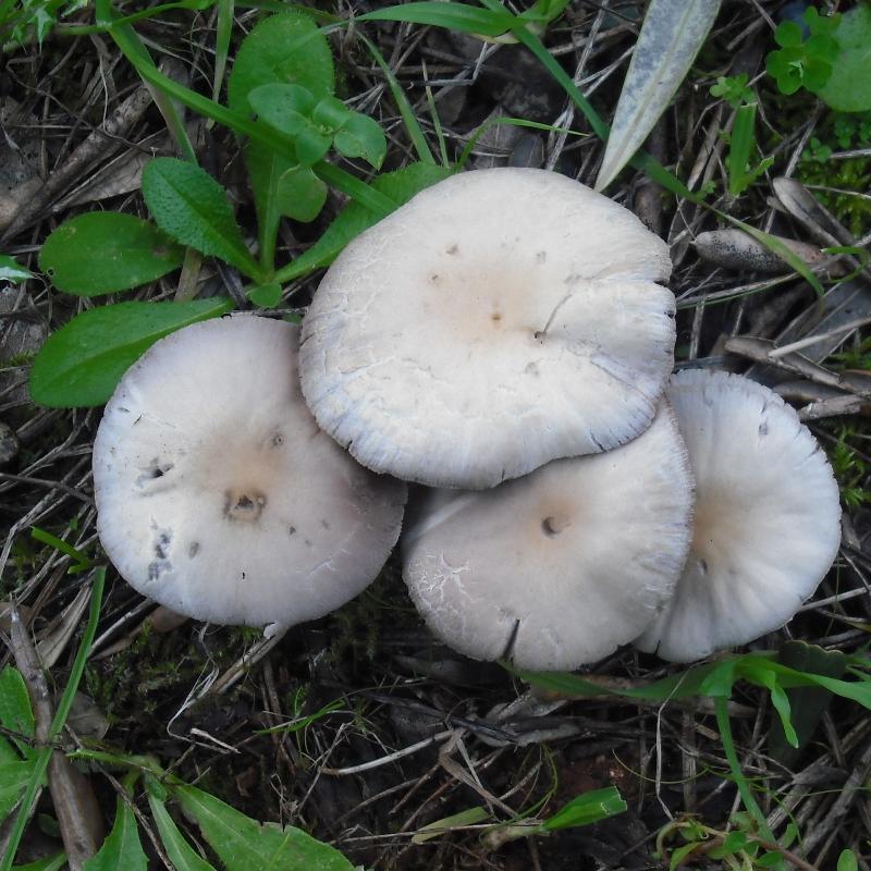 Anticamera del bosco (cfr. Psathyrella sp.)