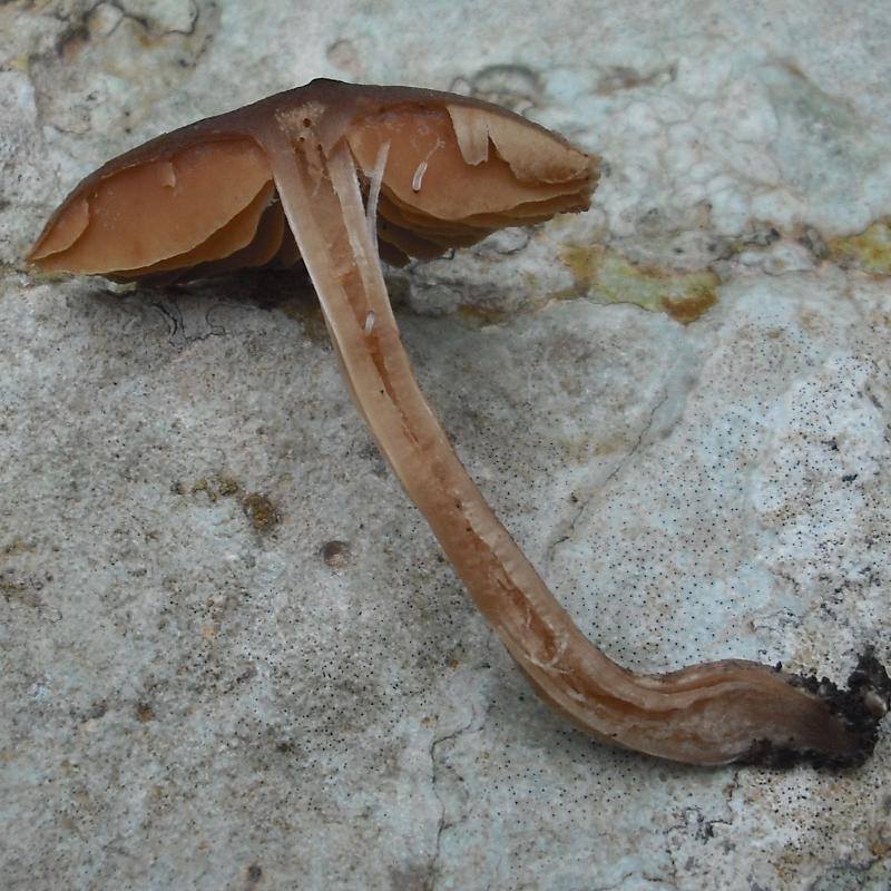 Inocybe?