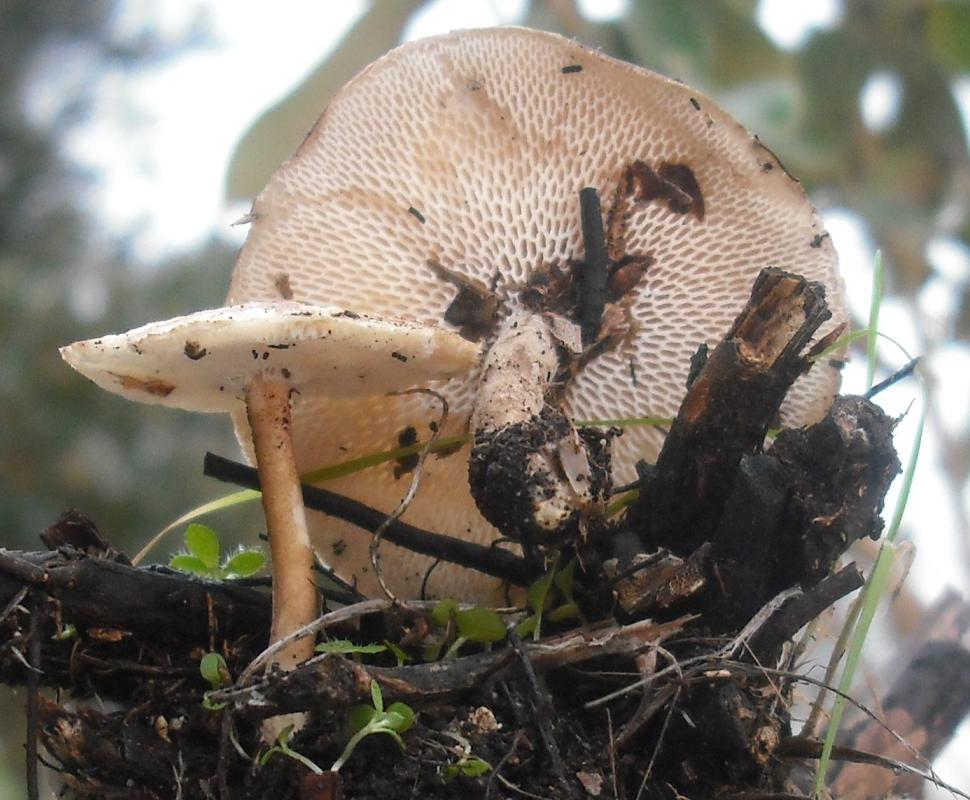 Polyporaceae