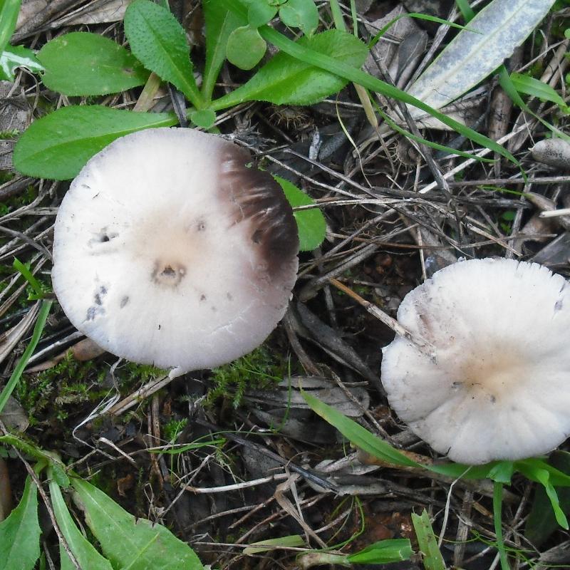 Anticamera del bosco (cfr. Psathyrella sp.)