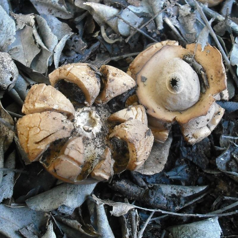 Geastrum triplex