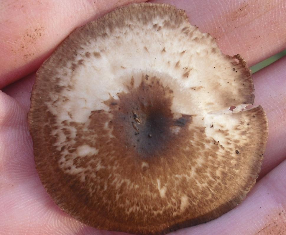 Polyporaceae