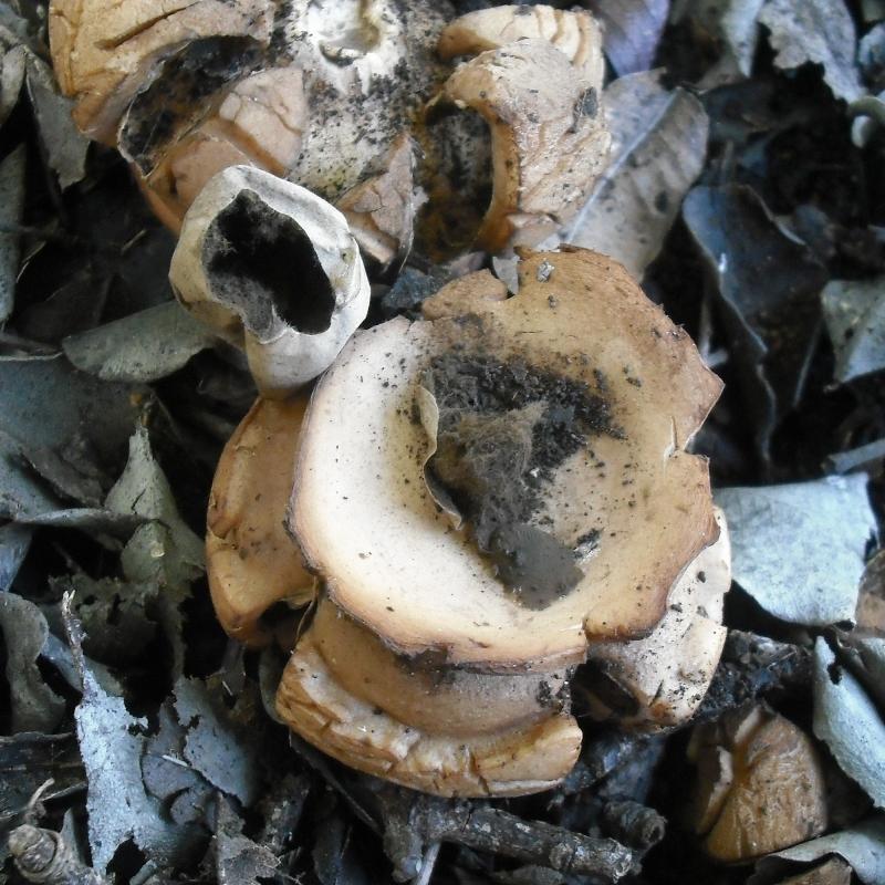 Geastrum triplex