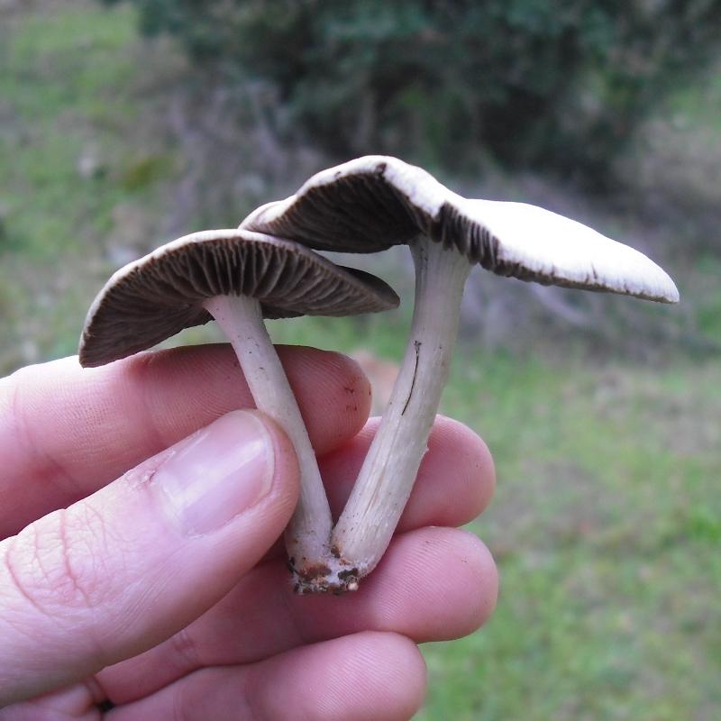 Anticamera del bosco (cfr. Psathyrella sp.)