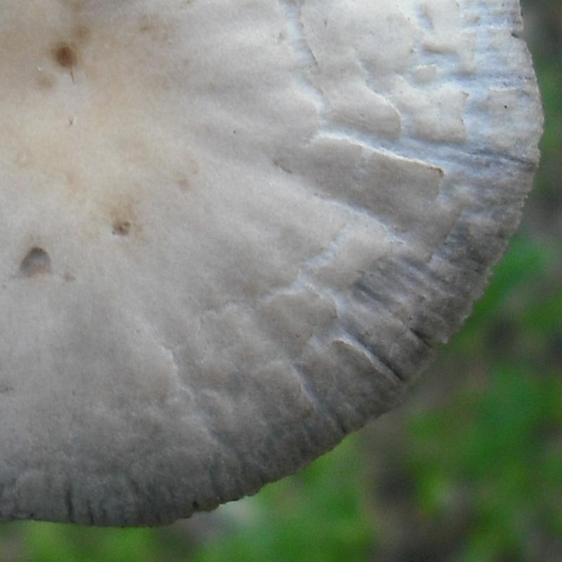 Anticamera del bosco (cfr. Psathyrella sp.)