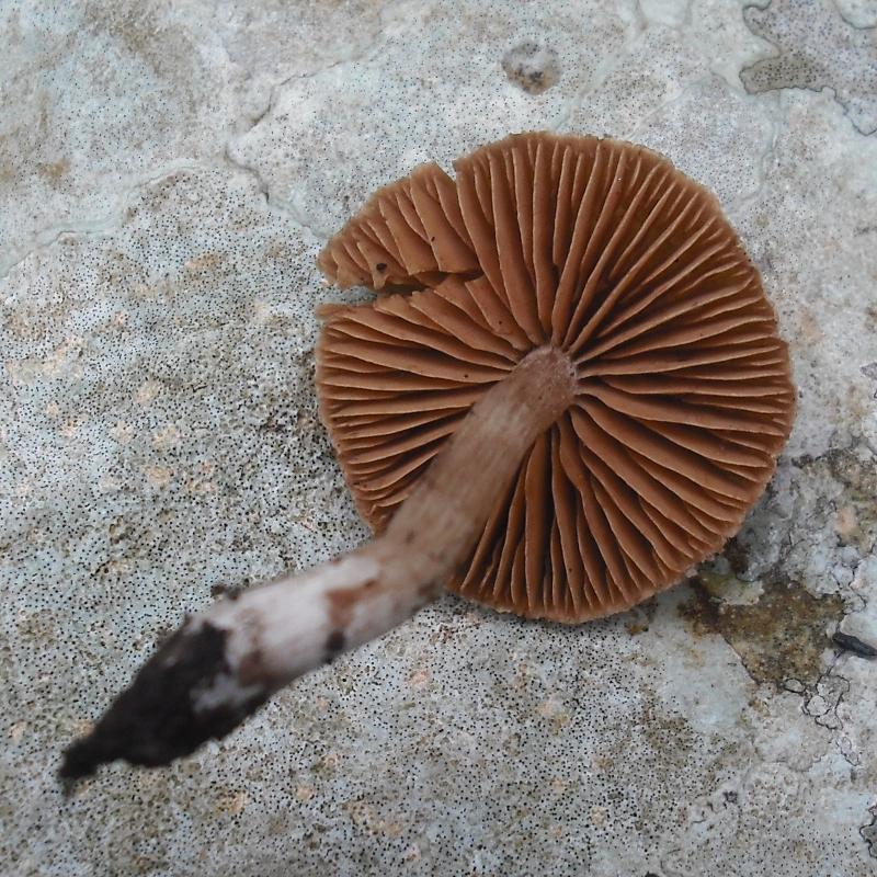 Inocybe?