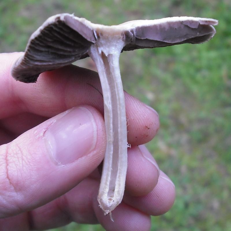 Anticamera del bosco (cfr. Psathyrella sp.)