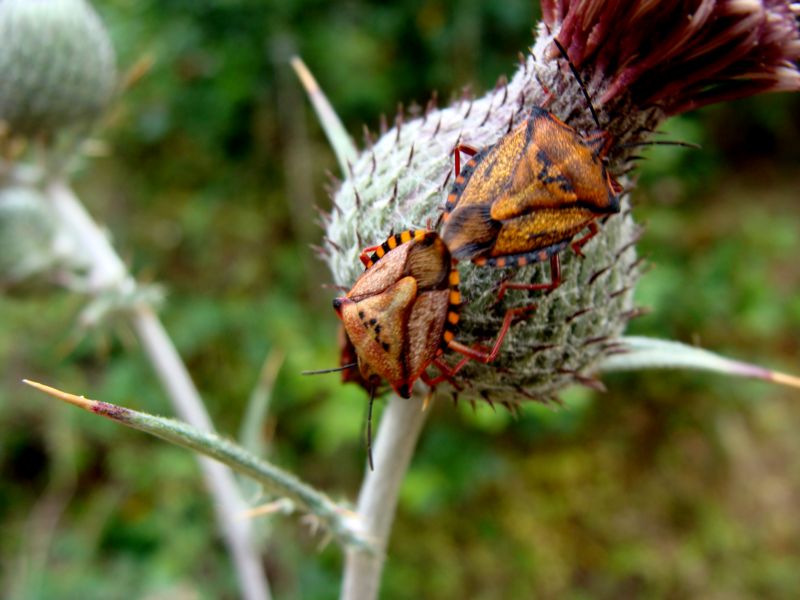 Pentatomidae: Carpocoris mediterraneus della Sardegna