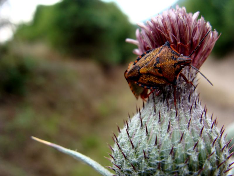 Pentatomidae: Carpocoris mediterraneus della Sardegna