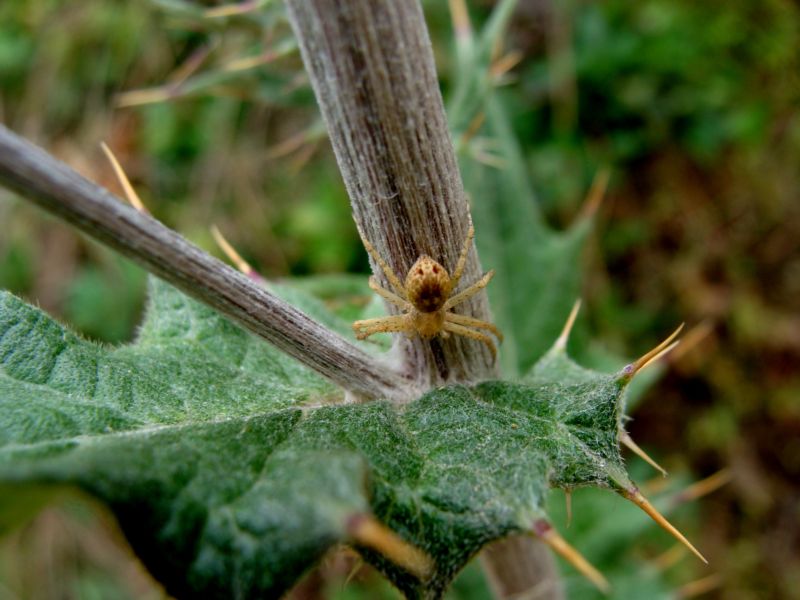 Philodromus sp.