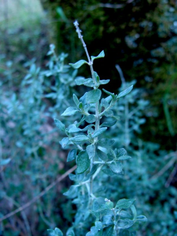 chenopodiacea??? no, Teucrium marum