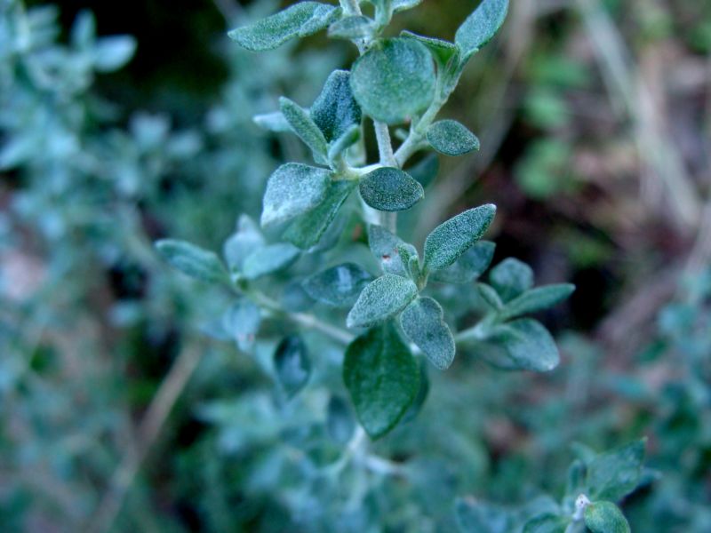 chenopodiacea??? no, Teucrium marum